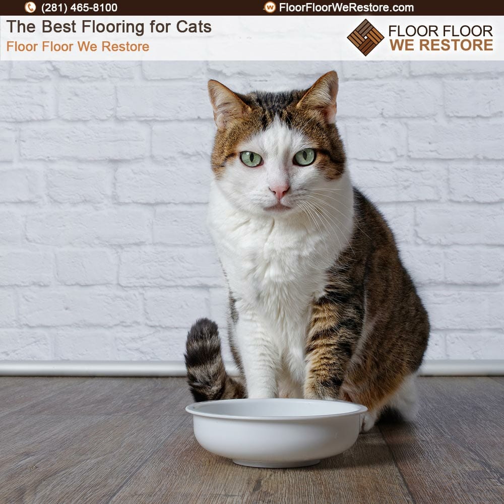 The Best Flooring for Cats